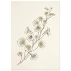 Nasturtium stems with rounded pale green leaves and delicate flowers, drawn in fine brown lines on a cream background.