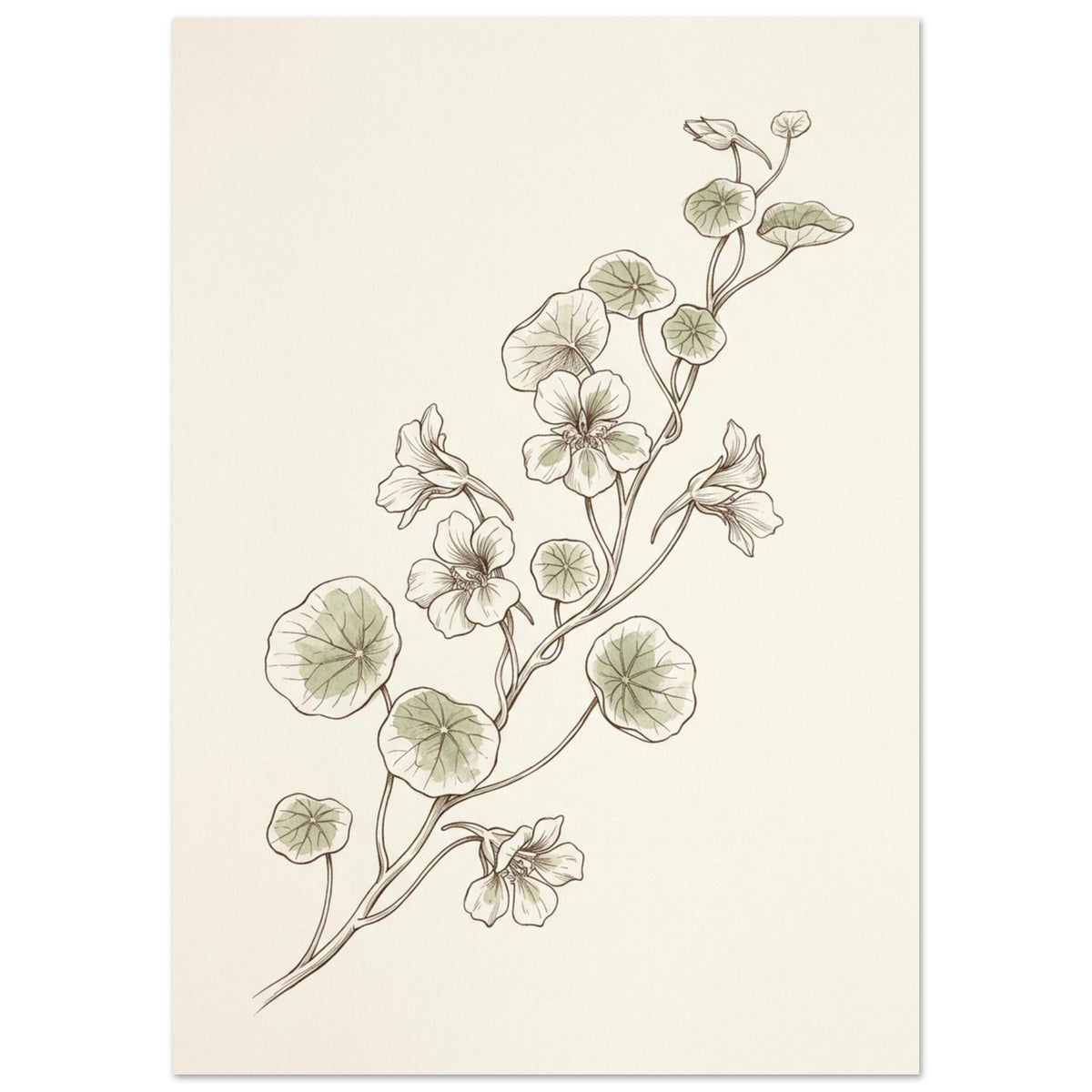 Nasturtium stems with rounded pale green leaves and delicate flowers, drawn in fine brown lines on a cream background.