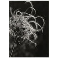 Clematis seed head with curling, feathery strands on a diagonal stem against a dark background in black and white.