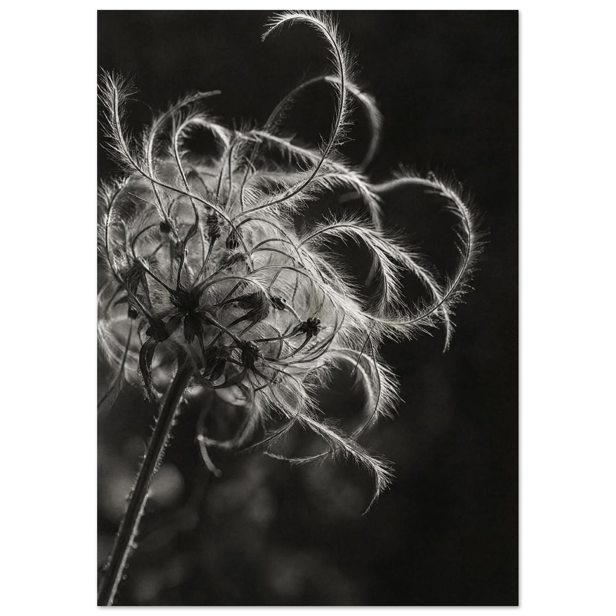 Clematis seed head with curling, feathery strands on a diagonal stem against a dark background in black and white.