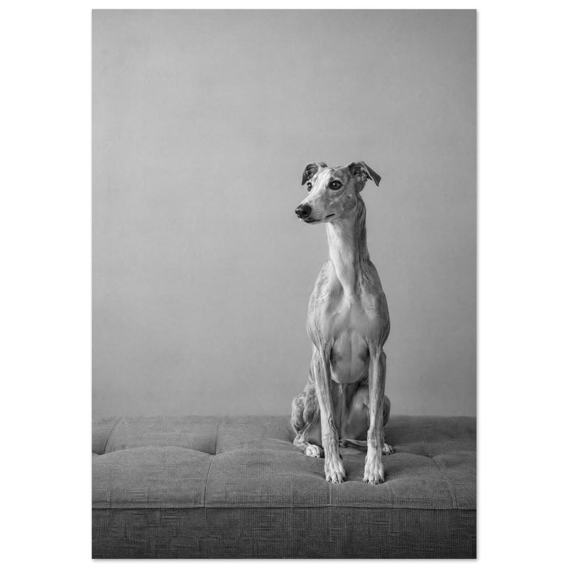Seated Whippet Monochrome Photography Art Print