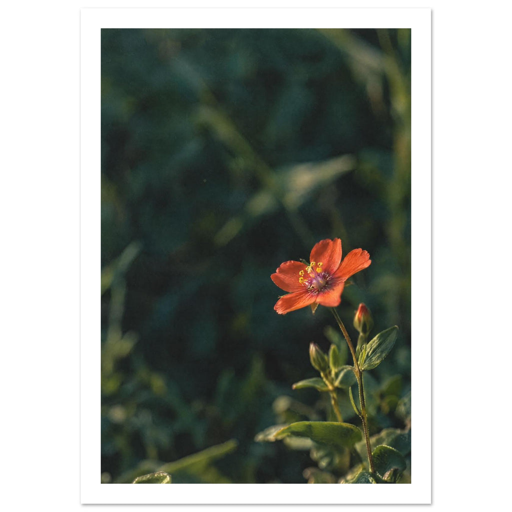 Scarlet flower on a slender stem with green leaves and unopened buds against a dark, softly blurred foliage background.