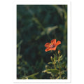 Scarlet flower on a slender stem with green leaves and unopened buds against a dark, softly blurred foliage background.