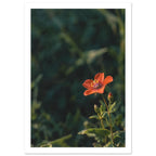 Scarlet flower on a slender stem with green leaves and unopened buds against a dark, softly blurred foliage background.