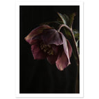 Burgundy hellebore flower with veined petals, pale stamens and an arching stem against an almost black background.
