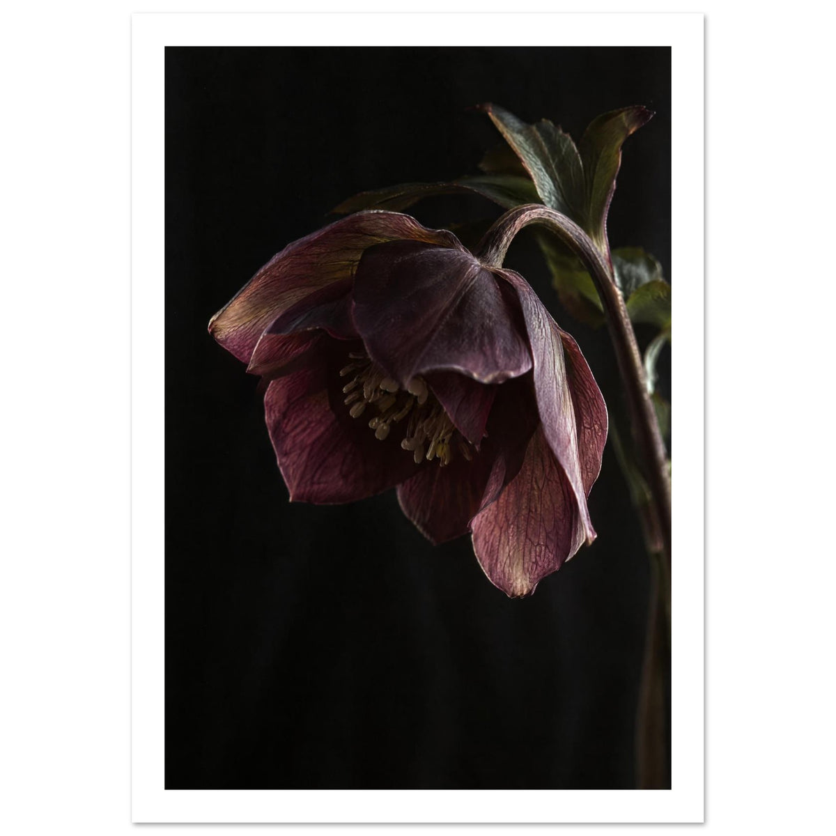Burgundy hellebore flower with veined petals, pale stamens and an arching stem against an almost black background.