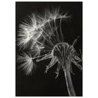 Salsify Seed Head Monochrome Art Print