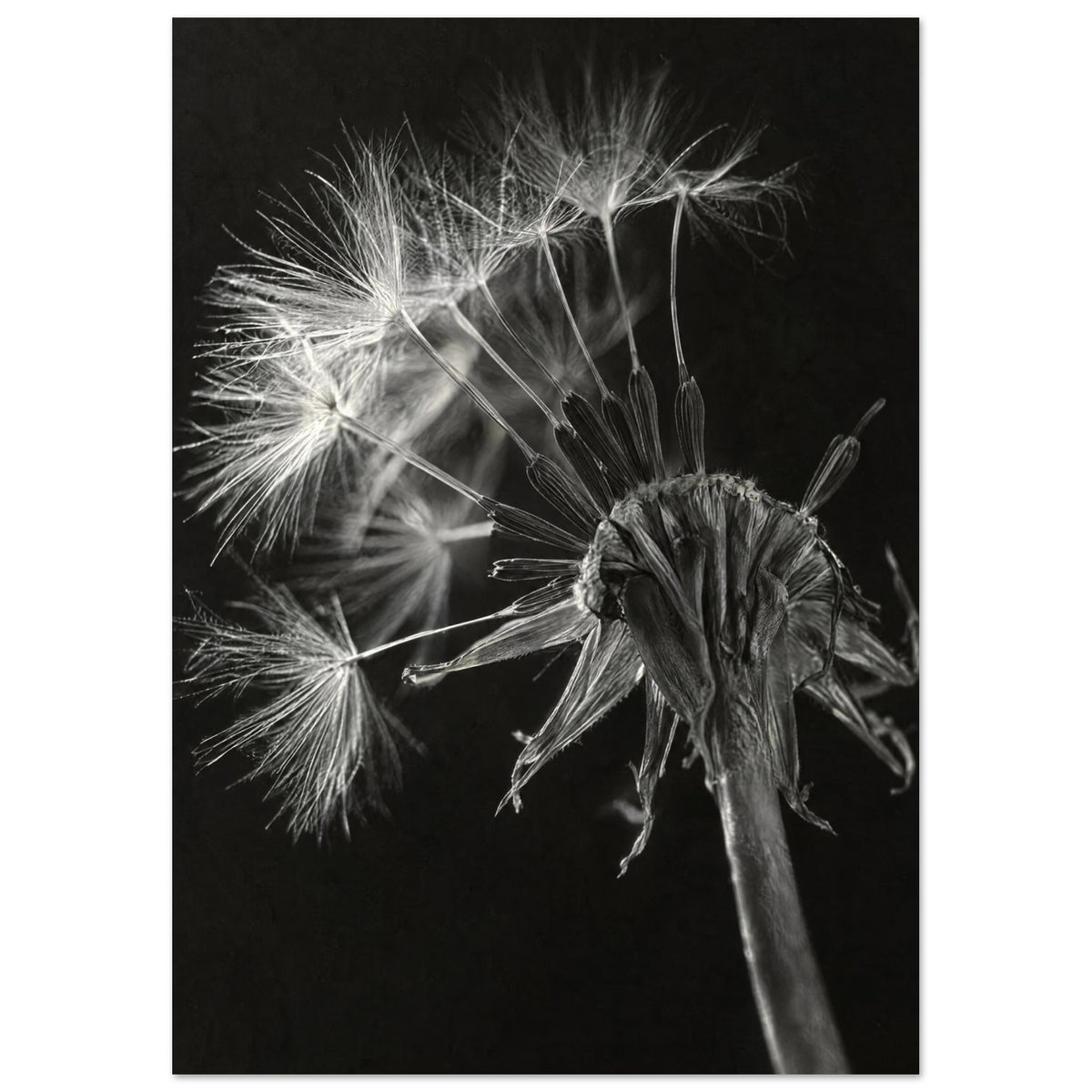Salsify Seed Head Monochrome Art Print