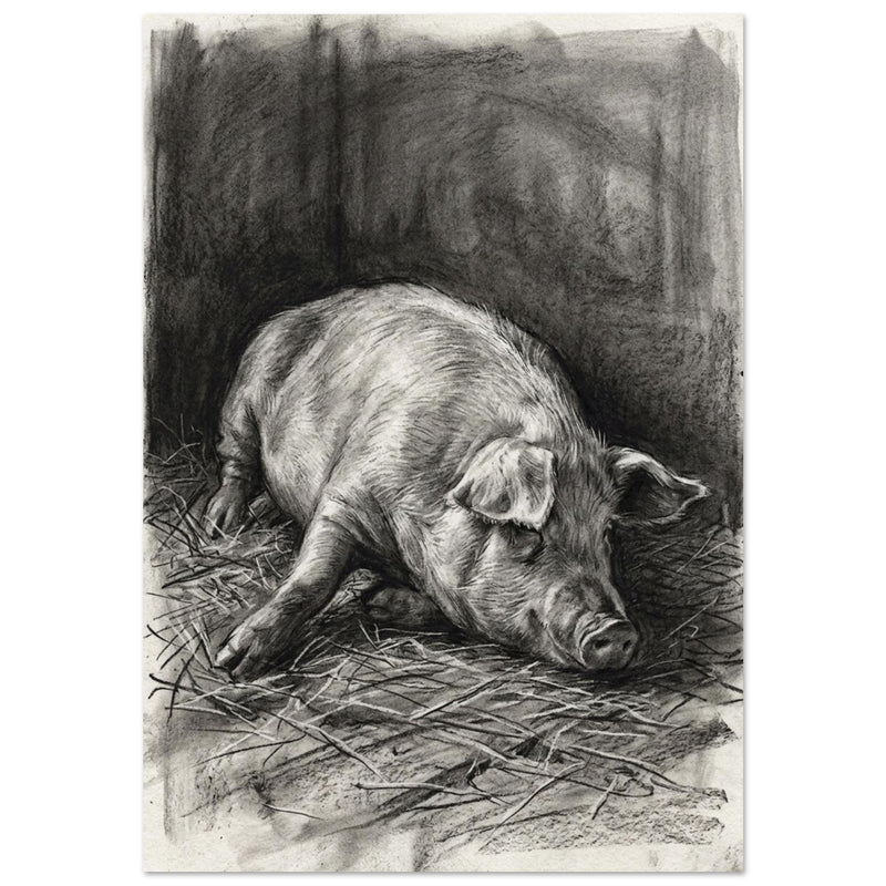 Resting Pig Charcoal Art Print