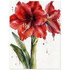 Watercolour painting of a red amaryllis in full bloom with green leaves