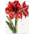 Watercolour painting of a red amaryllis in full bloom with green leaves