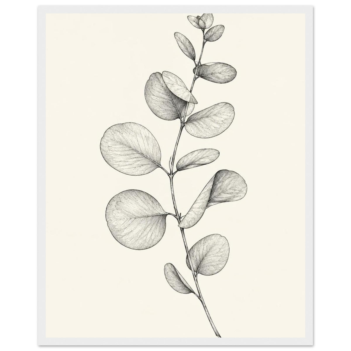 Eucalyptus stem with rounded, overlapping leaves drawn in fine black and grey lines on a plain cream background.