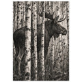 Moose with broad antlers standing among pale birch trunks, with detailed dark shading, thin branches and rocks below.