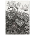 Cyclamen pencil drawing with swept-back flowers, patterned heart-shaped leaves, an exposed tuber and branching roots.