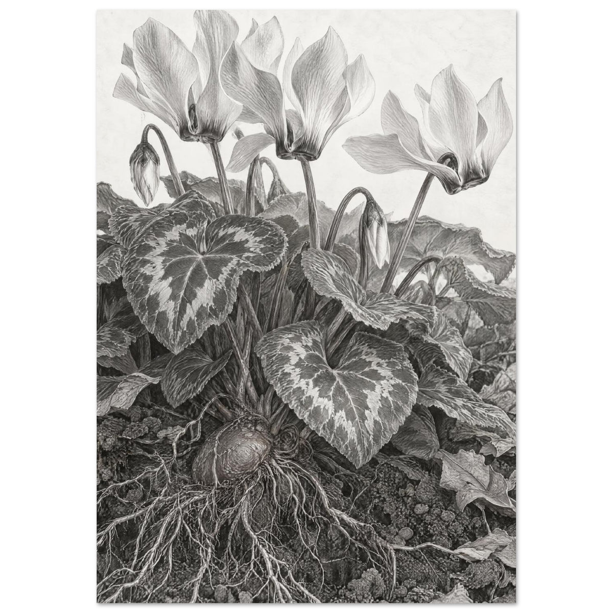 Cyclamen pencil drawing with swept-back flowers, patterned heart-shaped leaves, an exposed tuber and branching roots.
