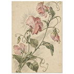 Pink sweet pea flowers with green leaves and curling tendrils, finely illustrated on a mottled cream background.