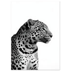 Ein Leopard im Profil zeigt detaillierte Flecken, feine Schnurrhaare und einen konzentrierten Blick vor weißem Hintergrund.