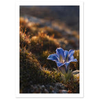 Blue Flower Photography Art Print – White Border