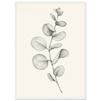 Eucalyptus stem with rounded, overlapping leaves drawn in fine black and grey lines on a plain cream background.