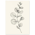 Eucalyptus stem with rounded leaves, fine veins and shaded folds drawn in black and grey on a cream background.