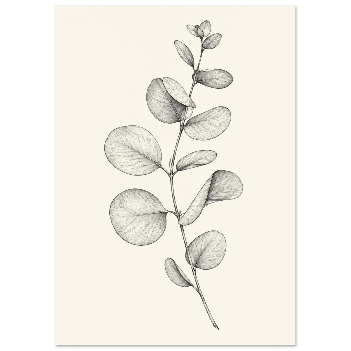 Eucalyptus stem with rounded leaves, fine veins and shaded folds drawn in black and grey on a cream background.