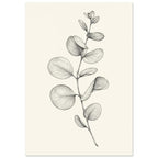 Eucalyptus stem with rounded leaves, fine veins and shaded folds drawn in black and grey on a cream background.