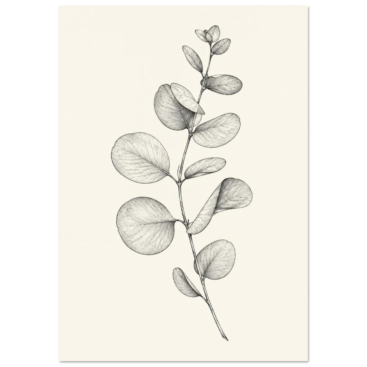 Eucalyptus stem with rounded leaves, fine veins and shaded folds drawn in black and grey on a cream background.