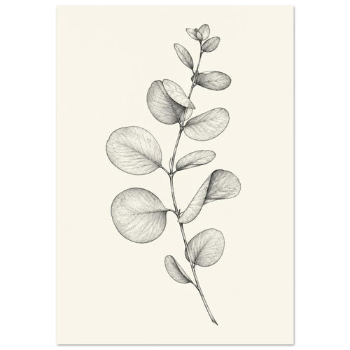 Eucalyptus stem with rounded leaves, fine veins and shaded folds drawn in black and grey on a cream background.