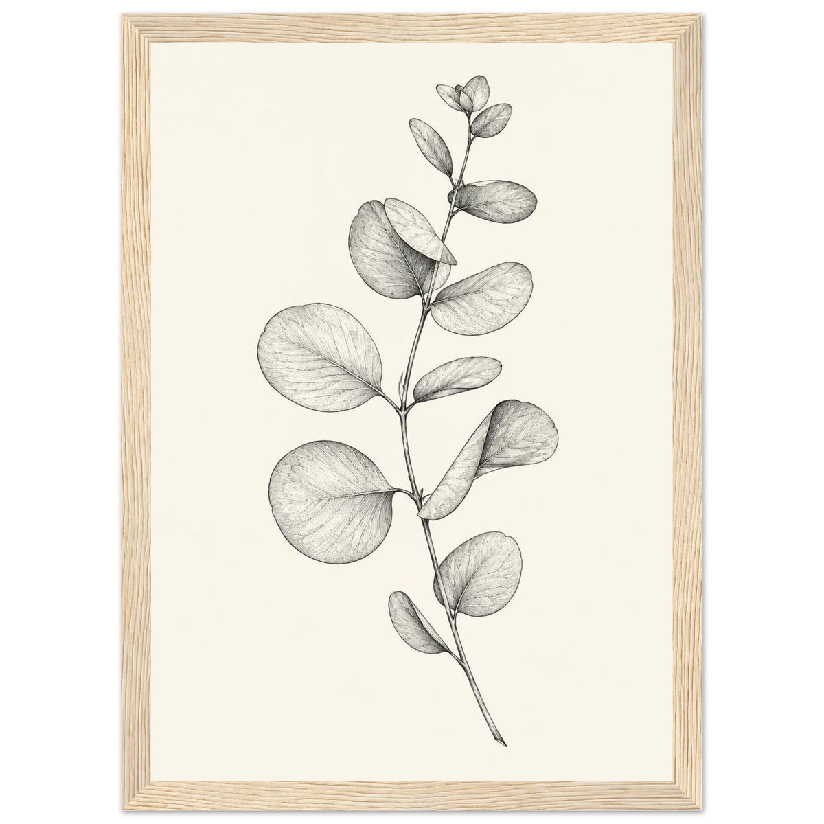 Eucalyptus stem with rounded leaves, fine veins and shaded folds drawn in black and grey on a cream background.