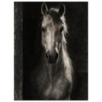 Horse in Half-Light, a frontal horse portrait emerging from a dark doorway with light tracing one ear and its mane.