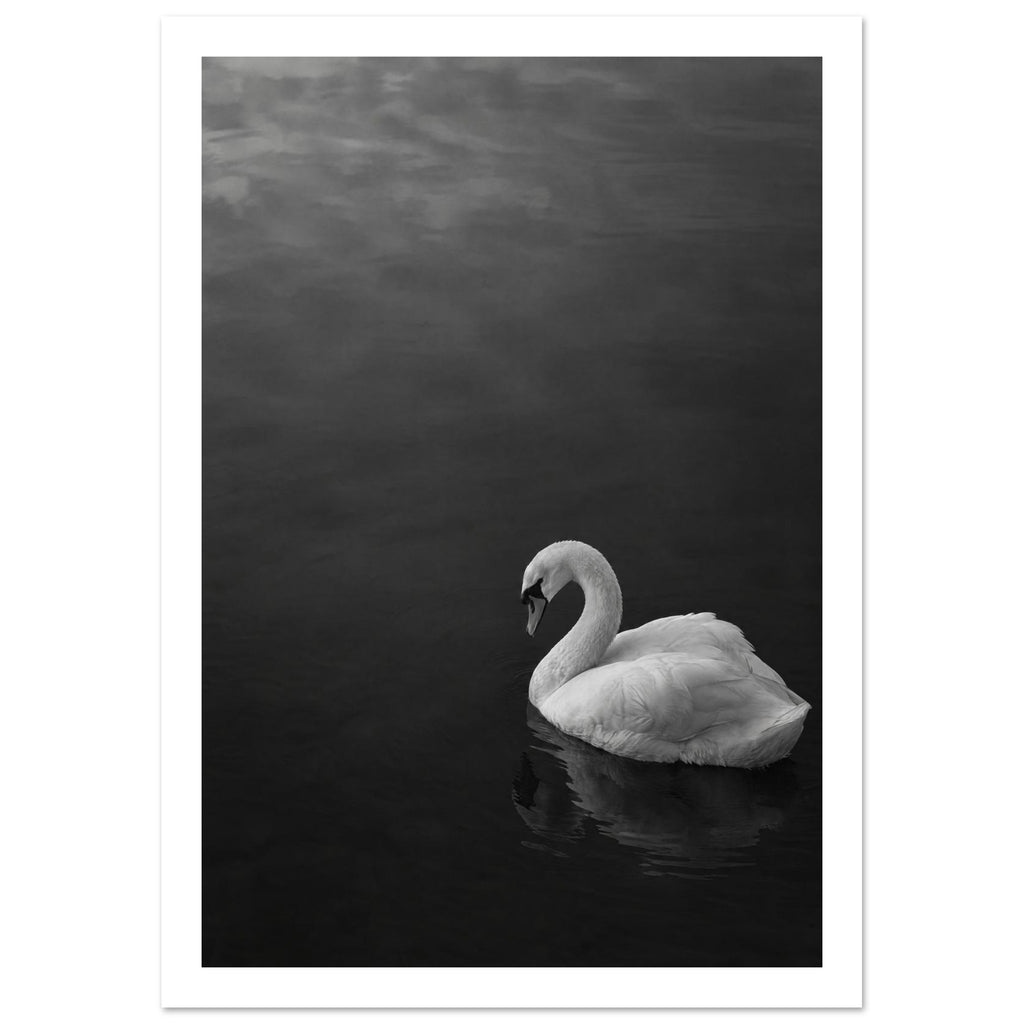 White swan with a curved neck on dark water, its reflection below, in a black and white photograph.