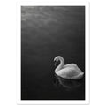 White swan with a curved neck on dark water, its reflection below, in a black and white photograph.