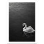 White swan with a curved neck on dark water, its reflection below, in a black and white photograph.