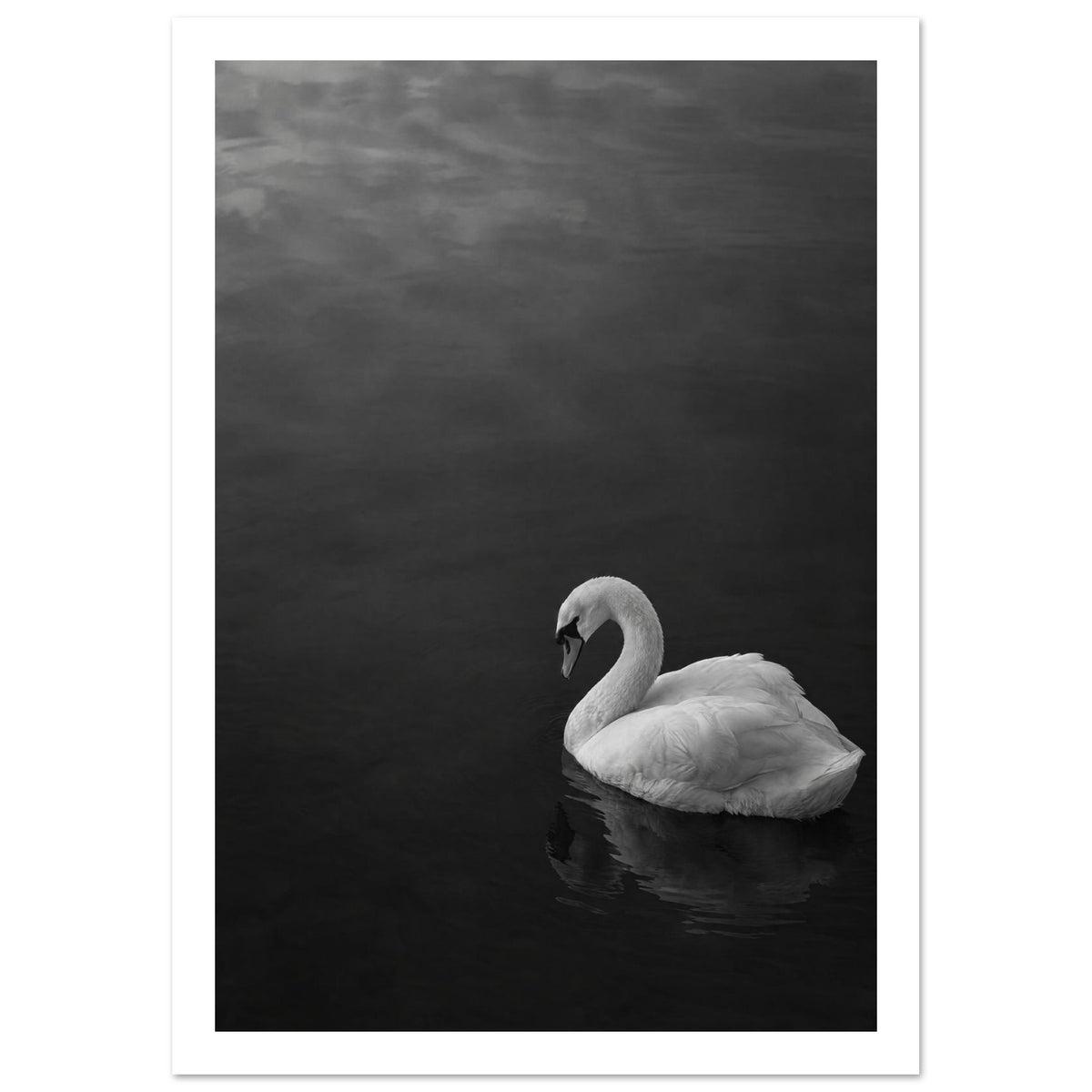White swan with a curved neck on dark water, its reflection below, in a black and white photograph.