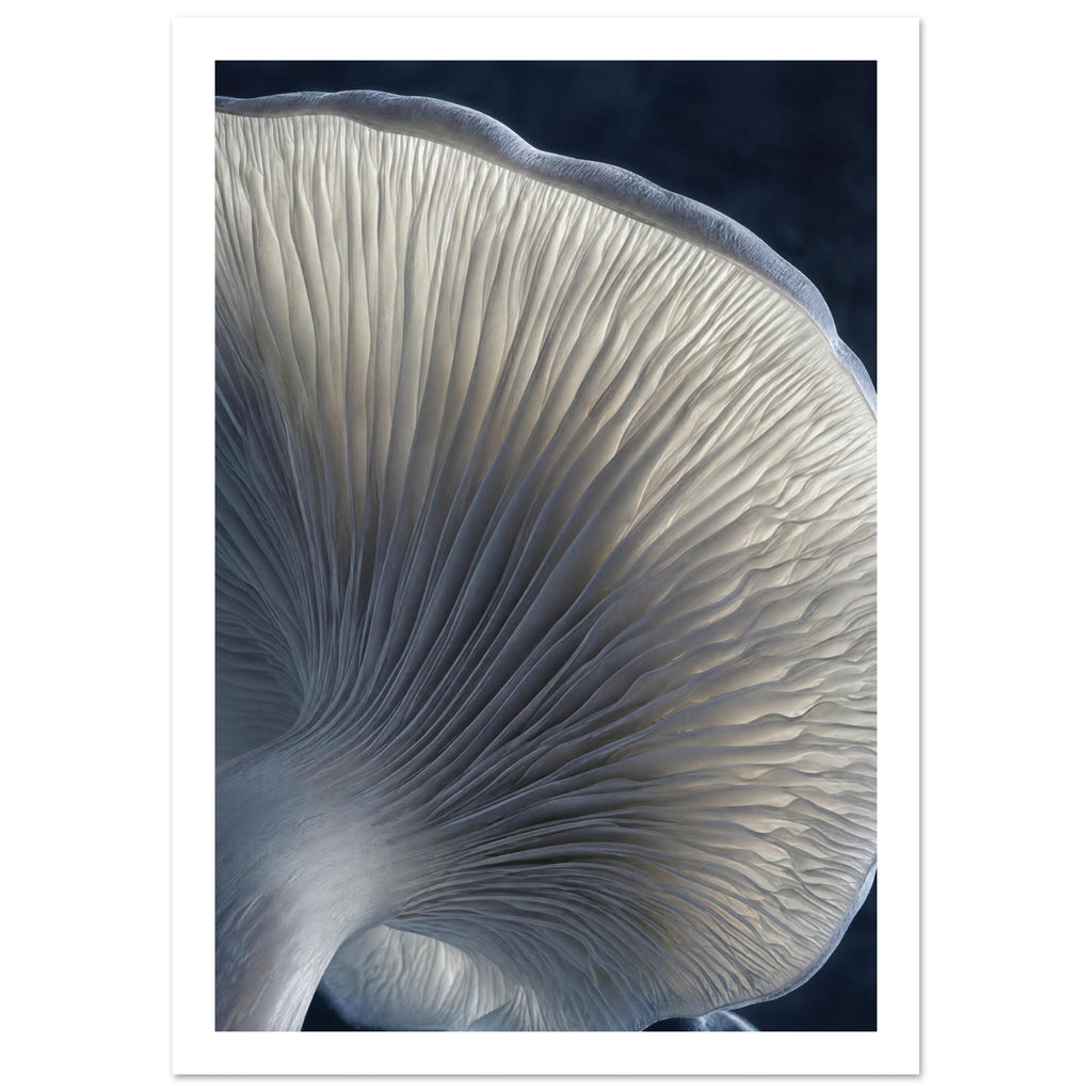 Mushroom underside with cream gills radiating from a pale stem, blue-grey shadows and a dark background.