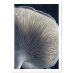Mushroom underside with cream gills radiating from a pale stem, blue-grey shadows and a dark background.