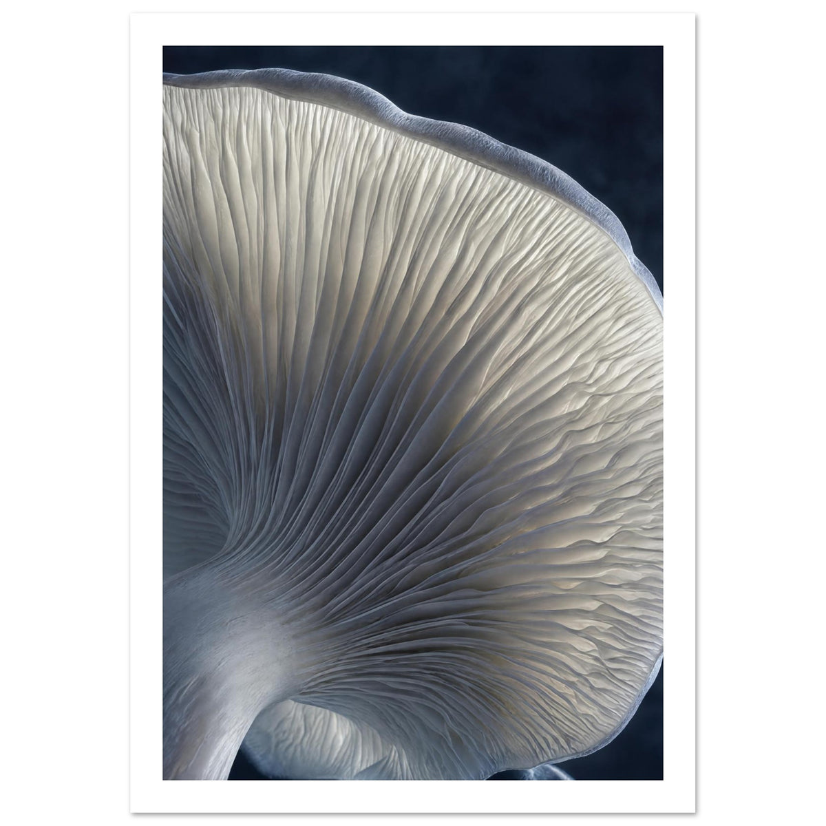 Mushroom underside with cream gills radiating from a pale stem, blue-grey shadows and a dark background.