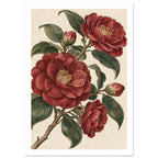 Red camellia blooms and buds on branching stems with dark green leaves against a textured cream background.