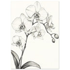 Orchid Botanical Drawing Art Print
