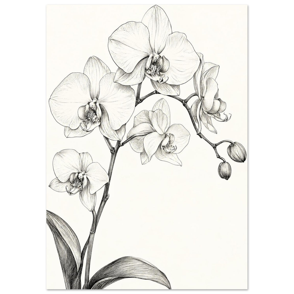 Orchid Botanical Drawing Art Print