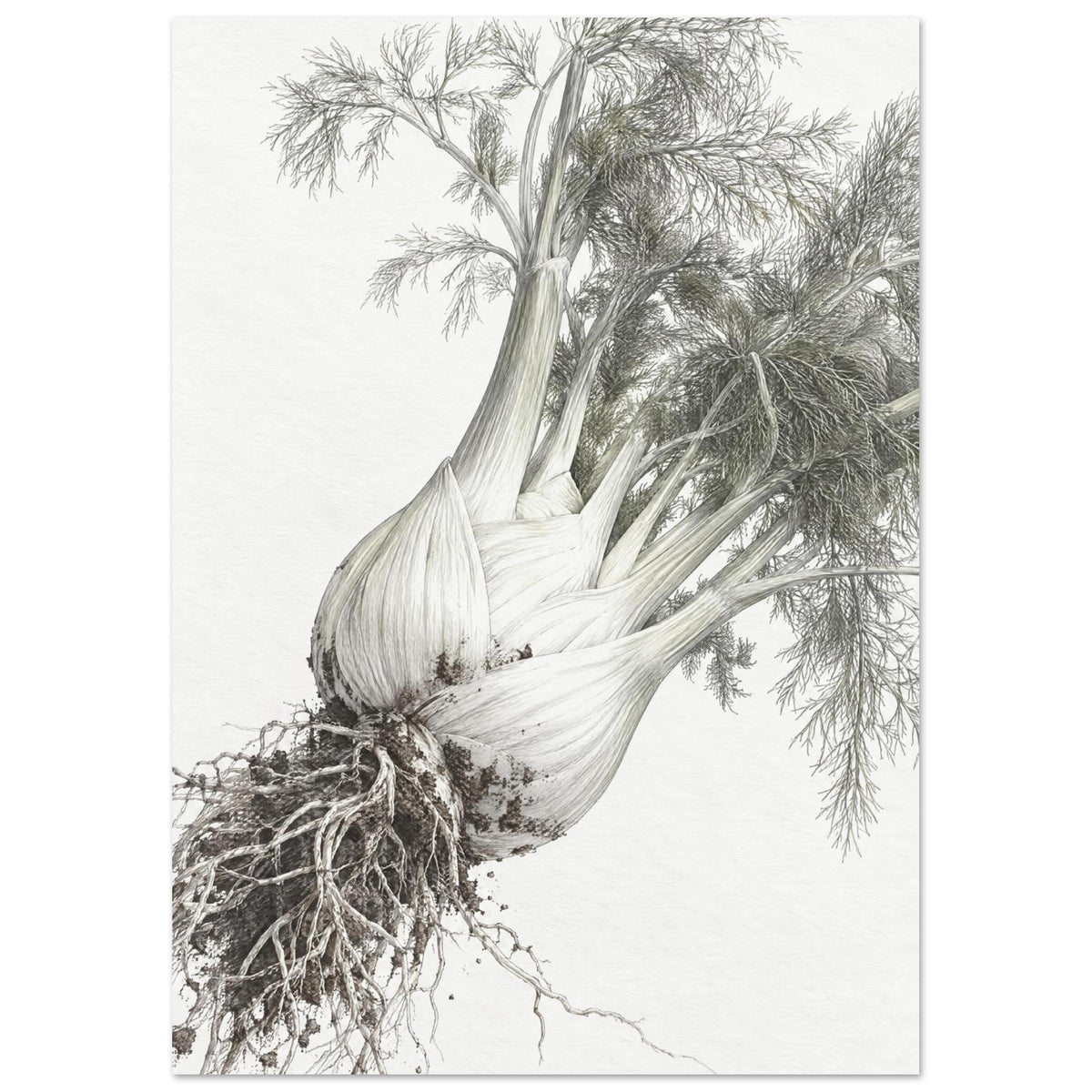 Fennel Botanical Illustration Art Print
