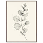 Eucalyptus stem with rounded, overlapping leaves drawn in fine black and grey lines on a plain cream background.