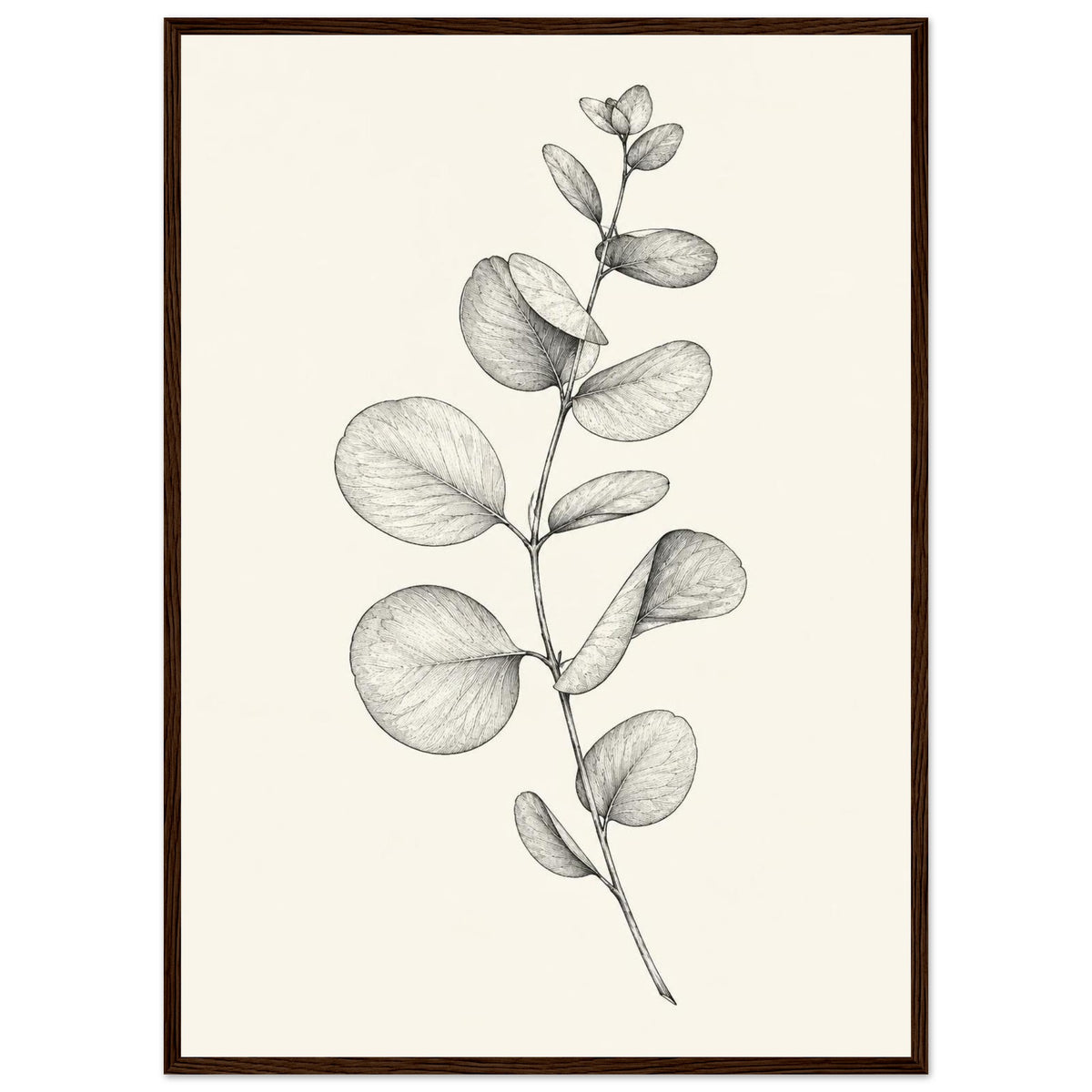 Eucalyptus stem with rounded, overlapping leaves drawn in fine black and grey lines on a plain cream background.