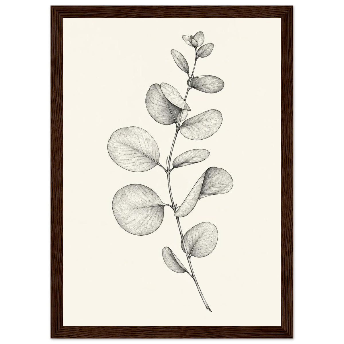 Eucalyptus stem with rounded leaves, fine veins and shaded folds drawn in black and grey on a cream background.
