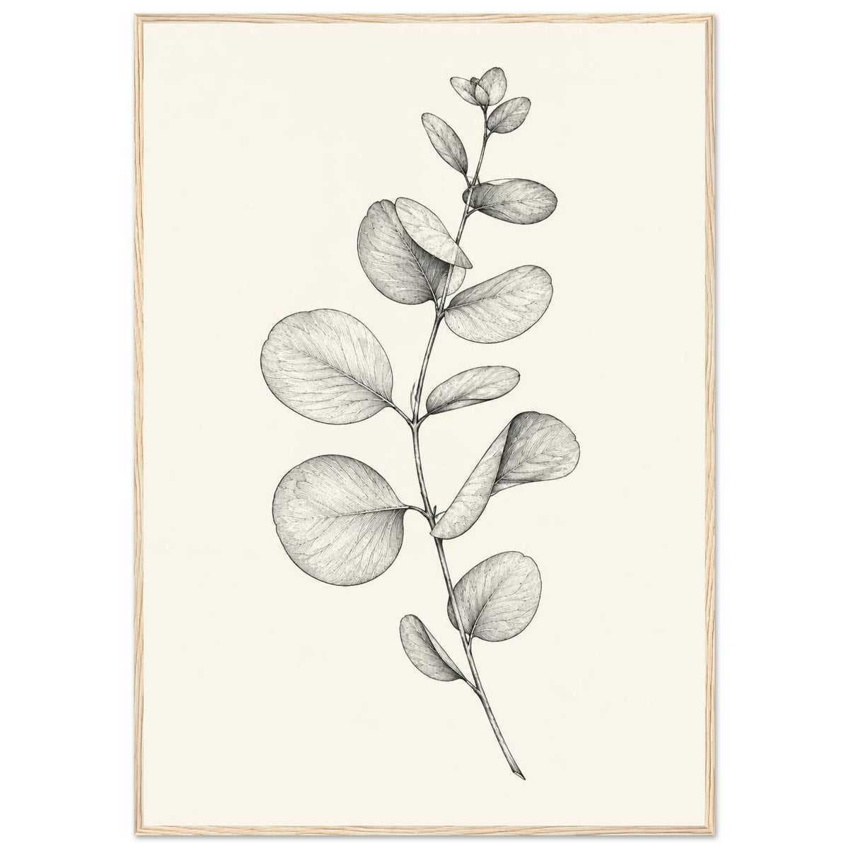 Eucalyptus stem with rounded leaves, fine veins and shaded folds drawn in black and grey on a cream background.