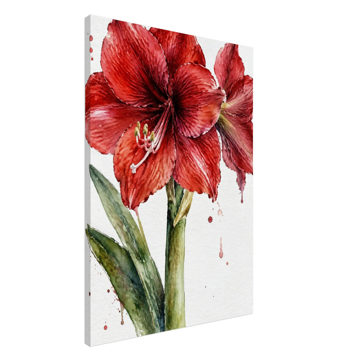 Red amaryllis flowers with shaded petals, pale stamens and long green leaves in watercolour on white with paint splashes.