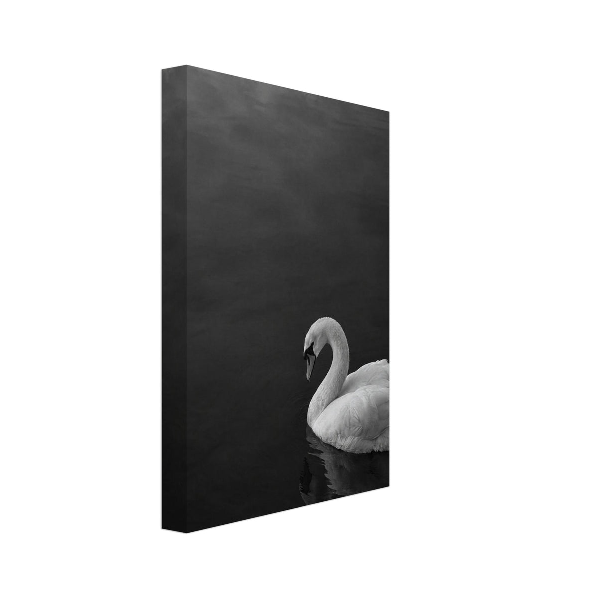 Swan Black And White Art Print – Canvas