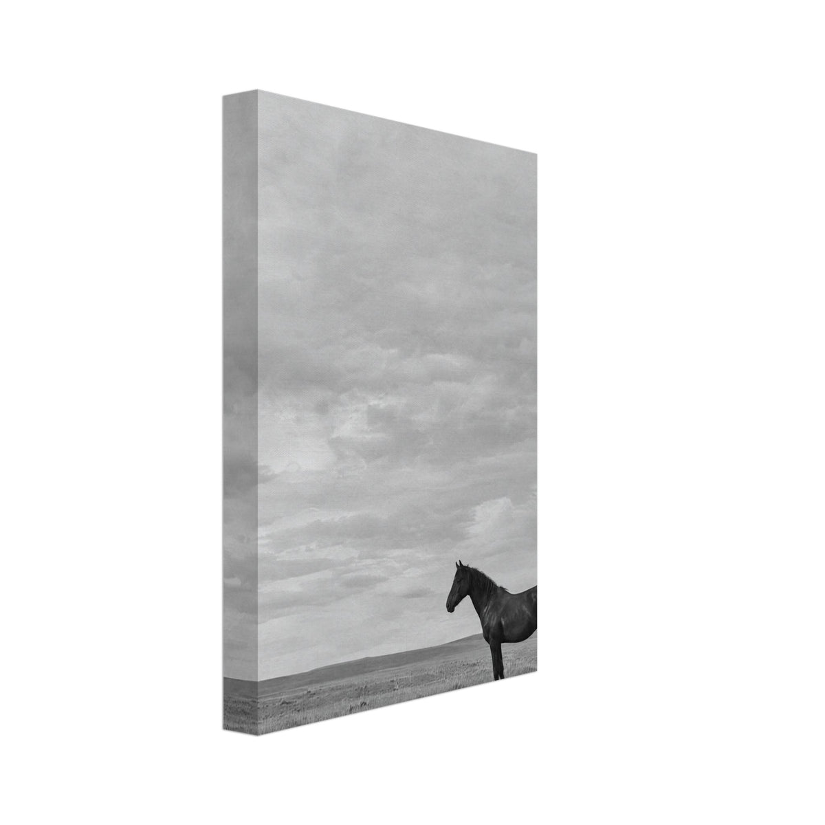 Lone dark horse standing in grass beneath an expansive cloudy sky, photographed in black and white.
