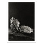 Oyster Light, two open oyster shells on dark slate with pale interiors and sharply lit ridges beneath a broad area of shadow.