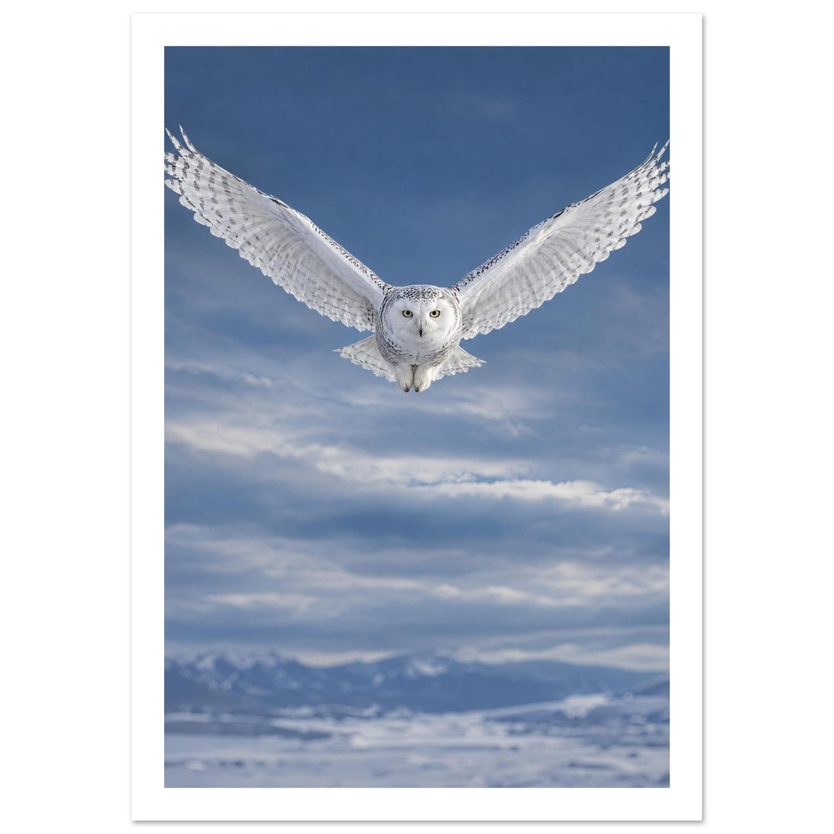 Snowy owl flying towards the viewer with wings spread against a blue, cloudy sky above snow-covered mountains.